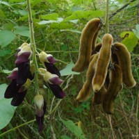 Mucuna pruriens var. pruriens (L.) DC.